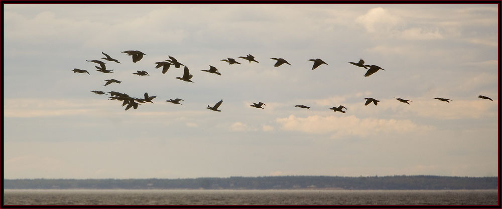 Double-crested Cormorant Formation