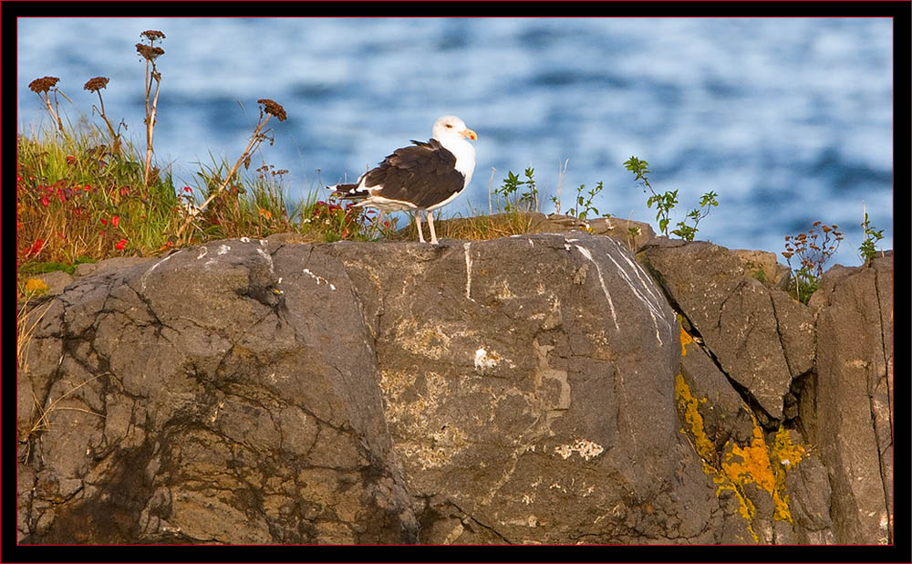 Great Black-backed Gull