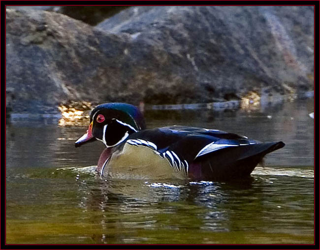 Wood Duck