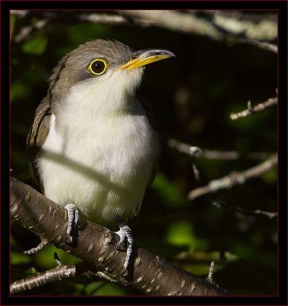 Yellow-billed Cuckoo at the Ice Pond