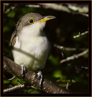 Yellow-billed Cuckoo - Link to Photojournal