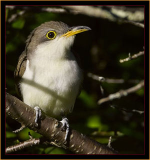 Yellow-billed Cuckoo