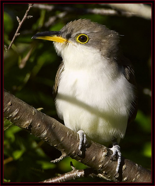 Yellow-billed Cuckoo