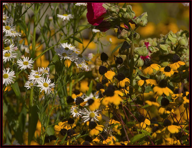 Flowers in morning light