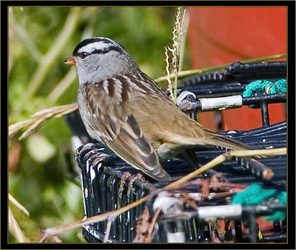 White-crowned Sparrow