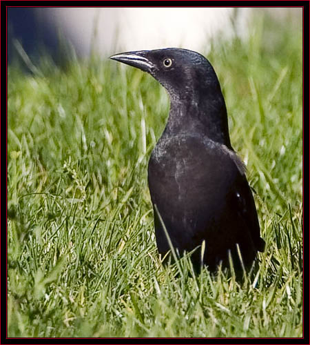 Common Grackle