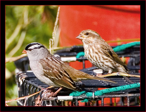 White-crowned Sparrows