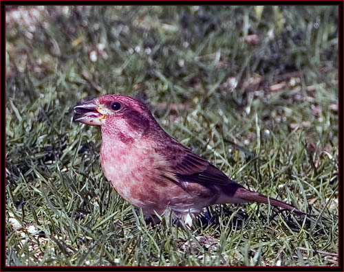 Purple Finch