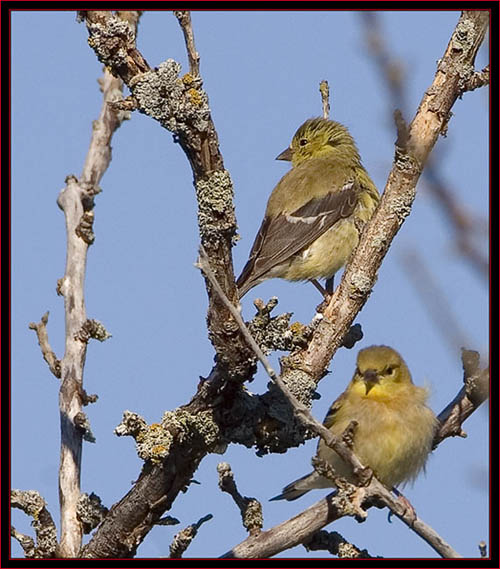 American Goldfinches