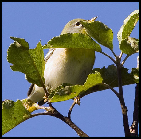 Northern Parula