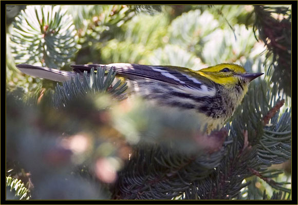 Black-throated Green Warbler