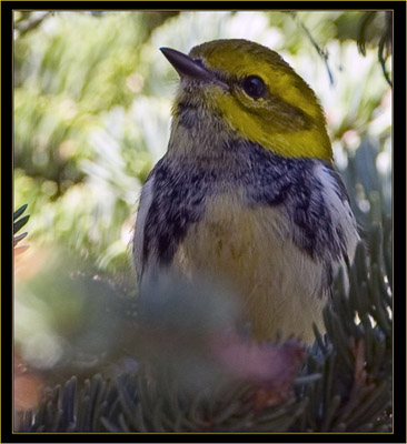 Black-throated Green Warbler