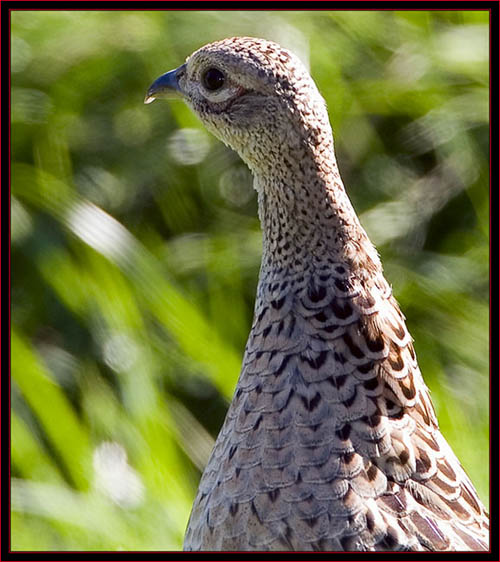 Ring-necked Pheasant