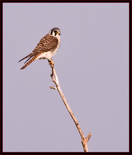 American Kestrel