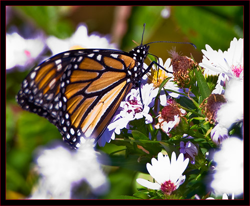 Monarch Butterfly