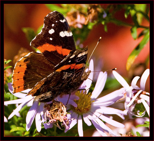 Red Admiral Butterfly