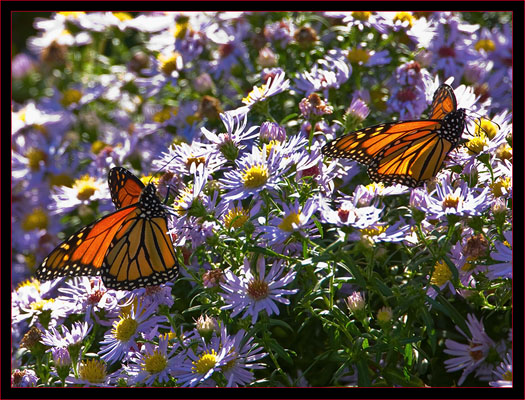 Monarch Butterflies feeding