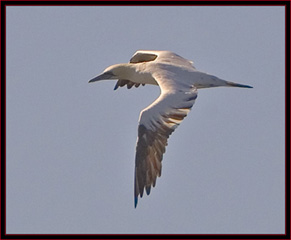 Northern Gannet