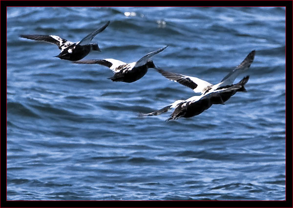 Common Eiders Flying in the harbor