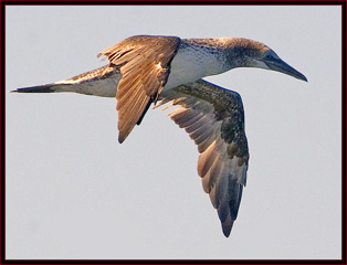 Northern Gannet