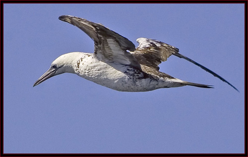 Northern Gannet