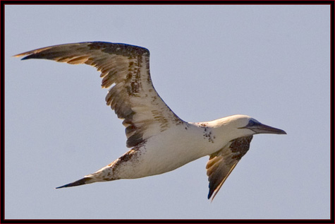 Northern Gannet at Lobster Cove