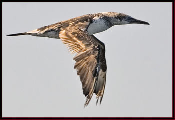 Northern Gannet