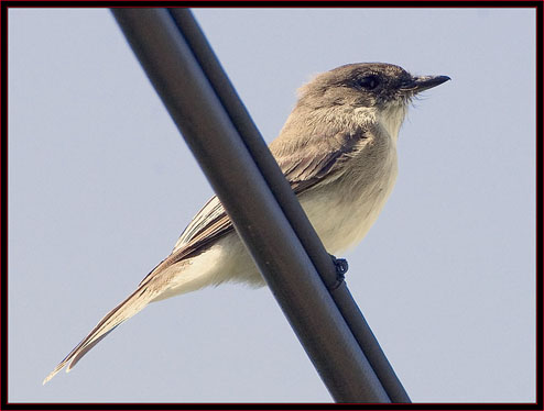 Eastern Phoebe