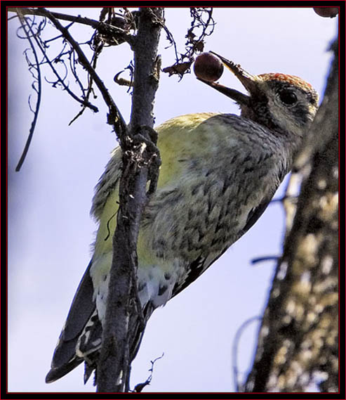 Yellow-bellied Sapsucker