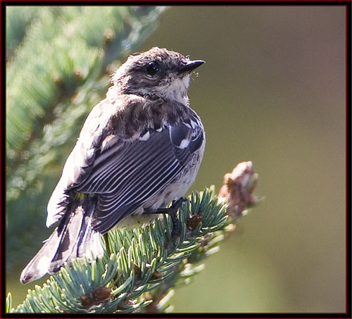 Yellow-rumped Warbler