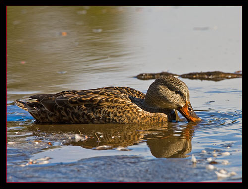 Mallard