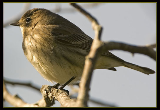 Female Yellow-rumped Warbler