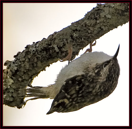 Brown Creeper