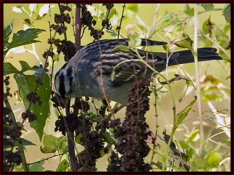 White-crowned Sparrow