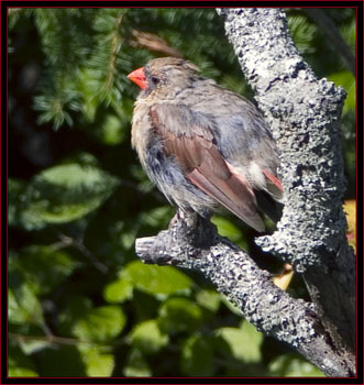 Northern Cardinal