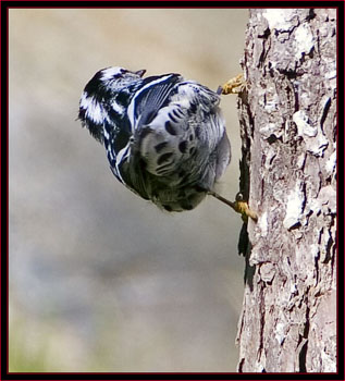 Black & White Warbler