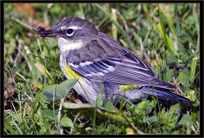 Yellow-rumped Warbler with a cricket