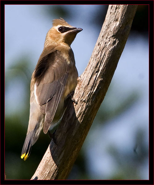 Cedar Waxwing