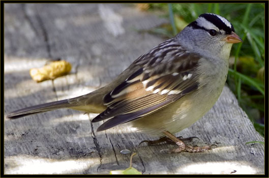 White-crowned Sparrow