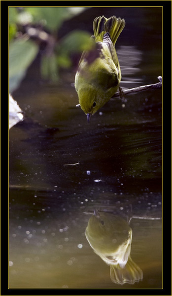 Wilson's Warbler