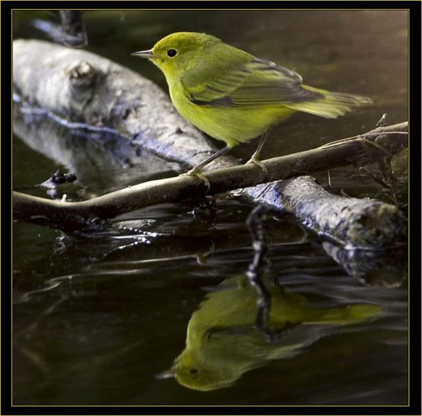 Wilson's Warbler