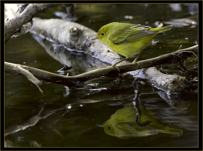 Wilson's Warbler reflected on the Ice Pond