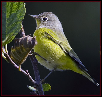 Magnolia Warbler