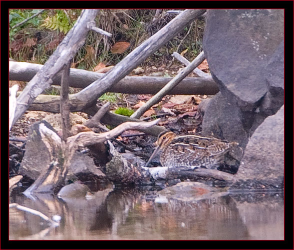 Wilson's Snipe at the Ice Pond