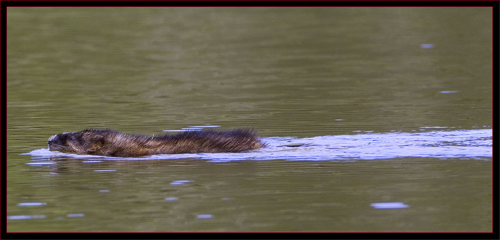 Muskrat swimming on the pond