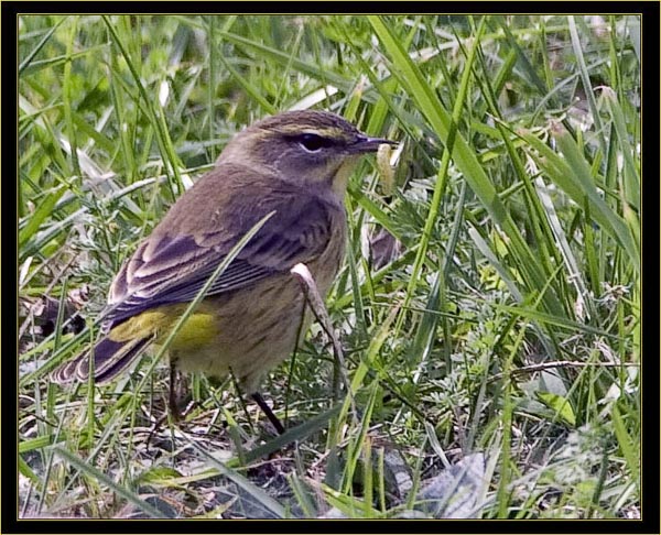 Palm Warbler with catch