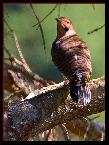 Northern Flicker