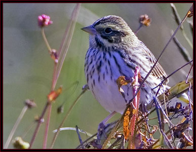 Savannah Sparrow