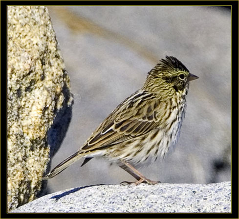 Savannah Sparrow