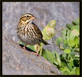 Savannah Sparrow